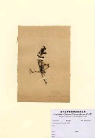 藏品(Turbinaria ornata (Turner) J. Agardh)的圖片